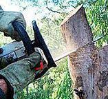 Best Tree Risk Assessment  in Lyons, GA