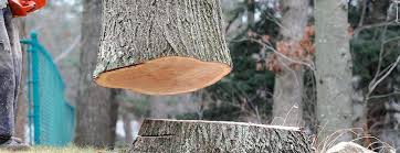 Best Tree Cabling and Bracing  in Lyons, GA