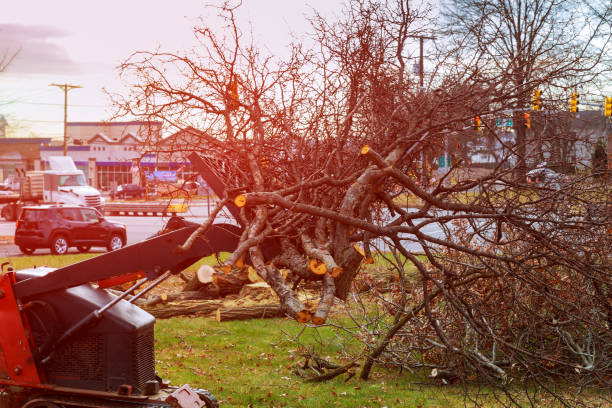 Best Tree Mulching  in Lyons, GA