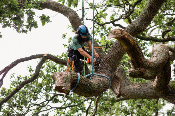 How Our Tree Care Process Works  in  Lyons, GA