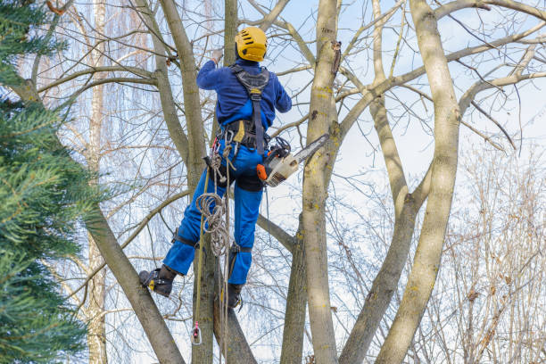  Lyons, GA Tree Care Pros