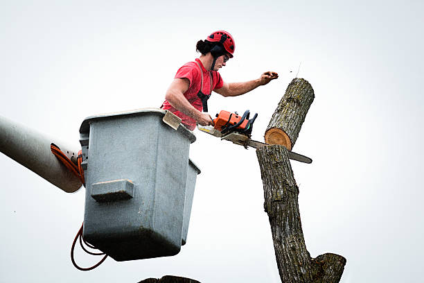 Best Stump Grinding and Removal  in Lyons, GA