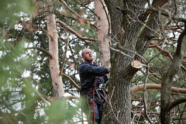 Best Tree and Shrub Care  in Lyons, GA